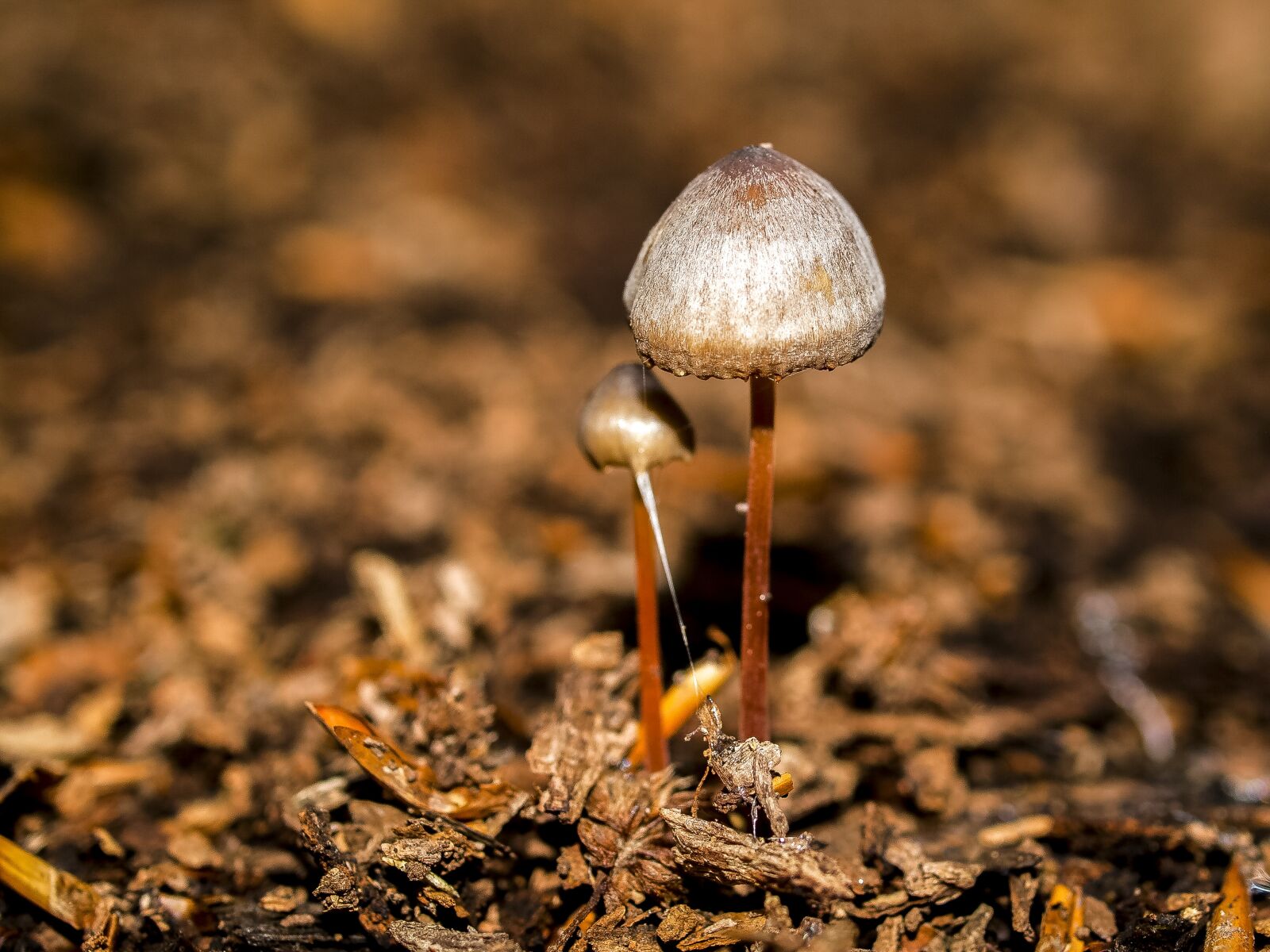 Olympus E-3 sample photo. Mushroom, forest, autumn photography