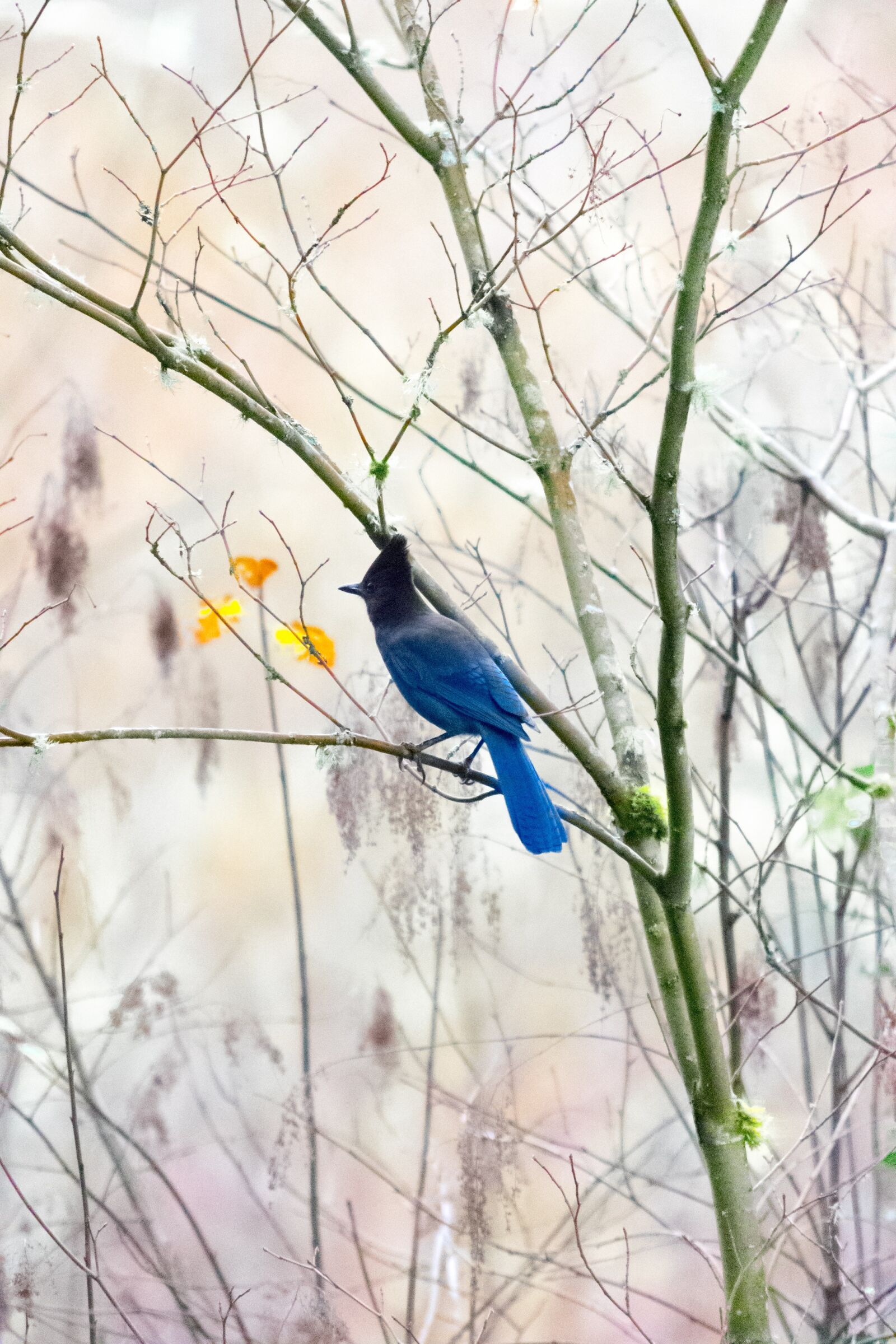 Nikon D3300 sample photo. Nature, bird, outdoors photography