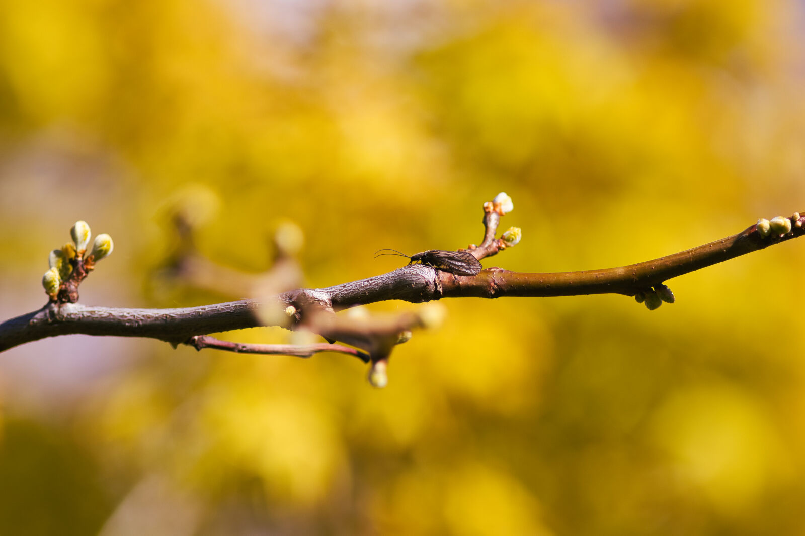 Canon EF 300mm F4L IS USM sample photo