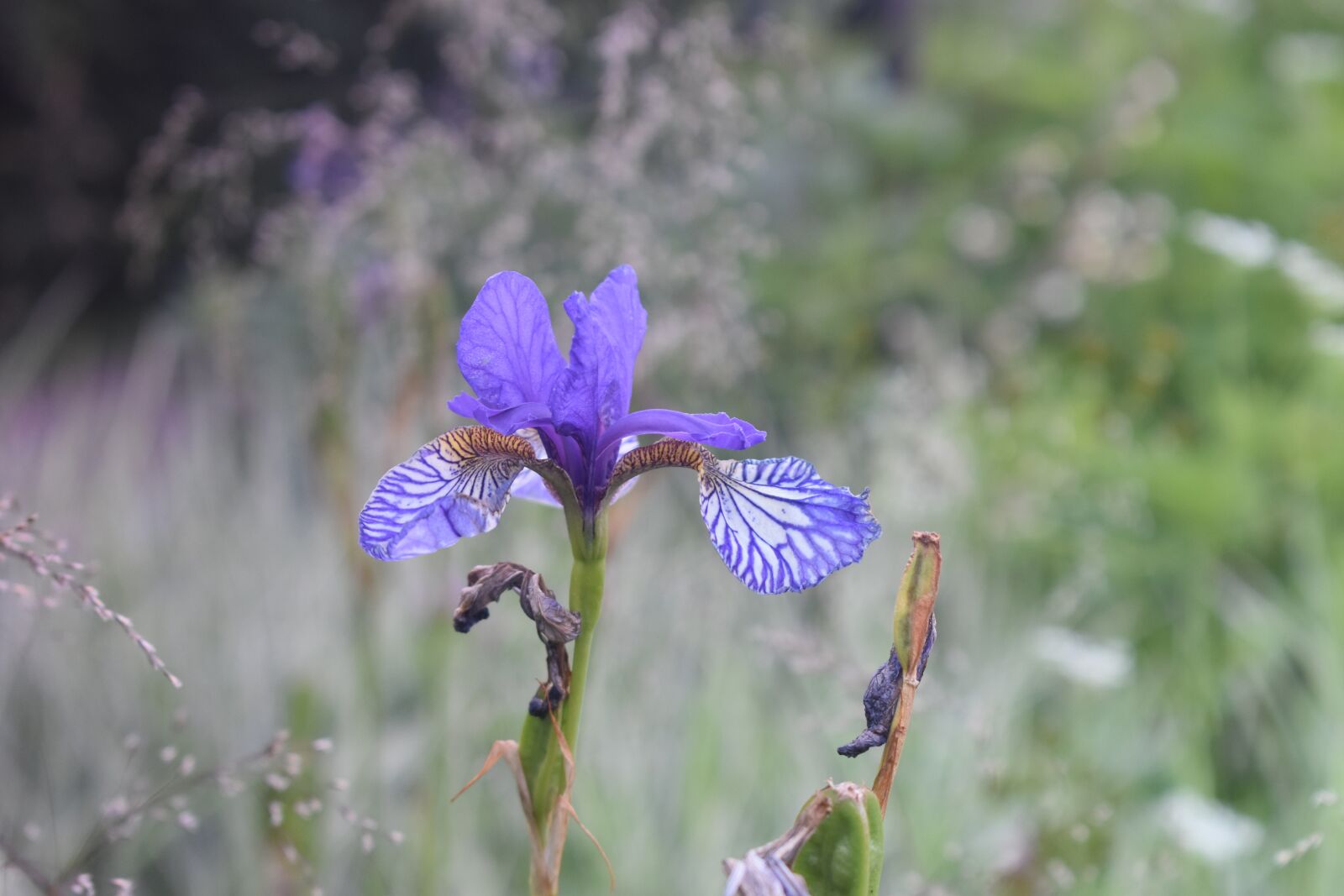 Nikon D3500 sample photo. Iris, flower, purple photography