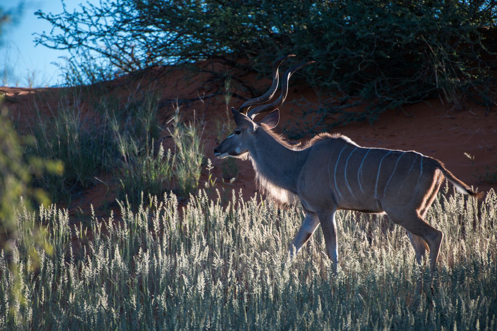 Nikon D800 sample photo. Namibia, kudu, backlighting photography