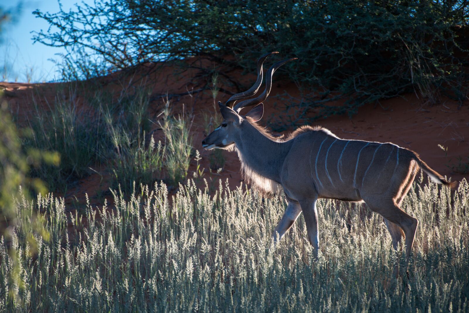Nikon D800 sample photo. Namibia, kudu, backlighting photography