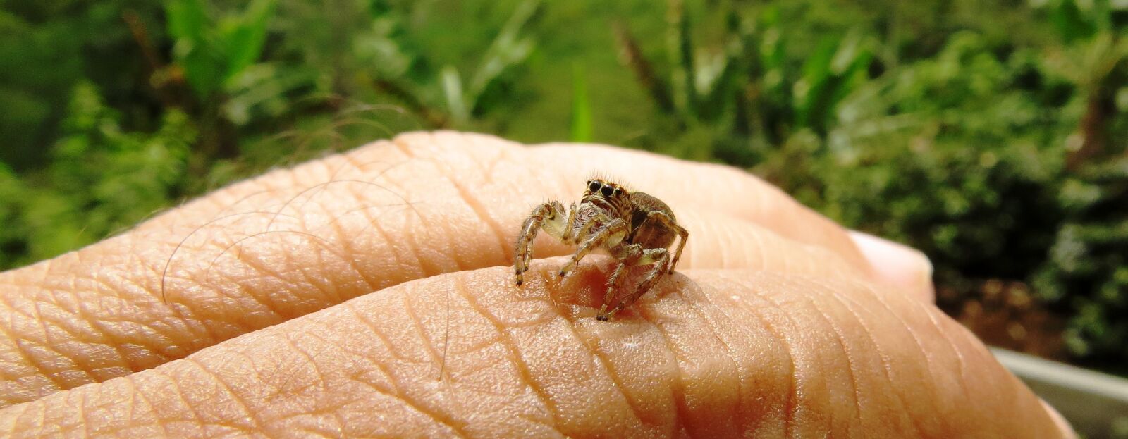 Canon PowerShot SX50 HS sample photo. Macro, insect, arachnid photography
