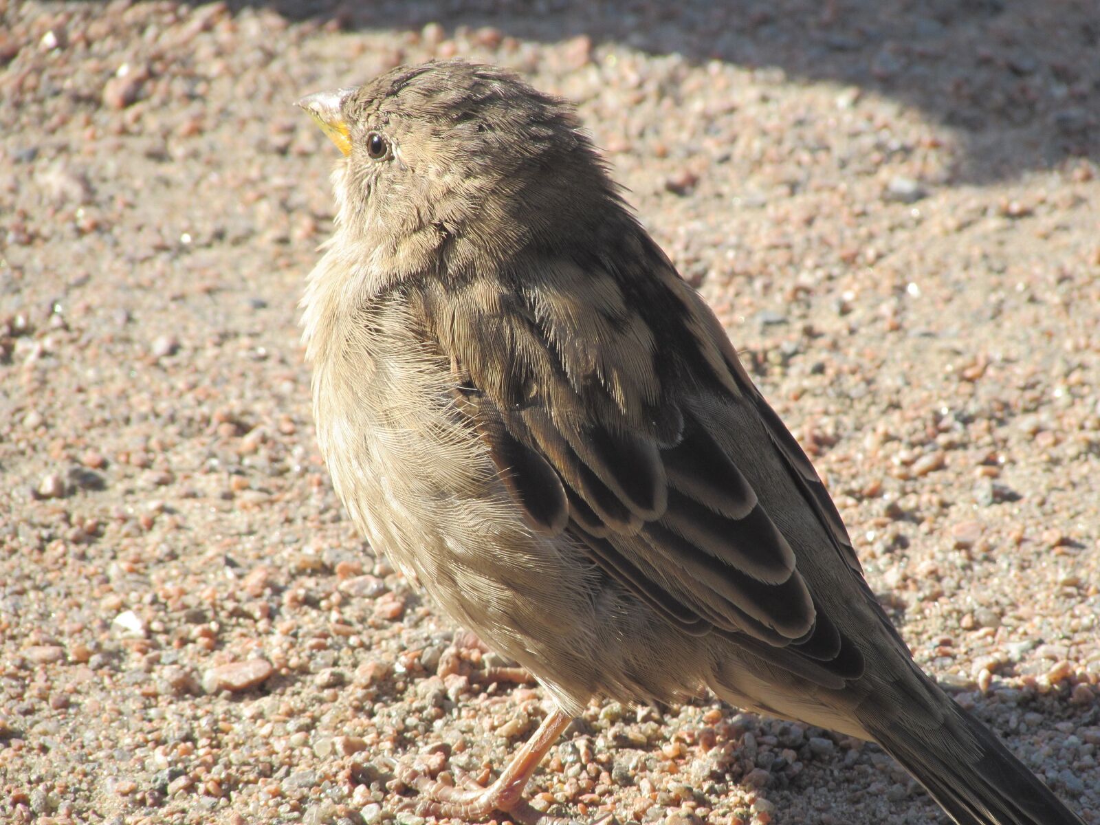Canon PowerShot SX510 HS sample photo. Sparrow, birds, feathered race photography
