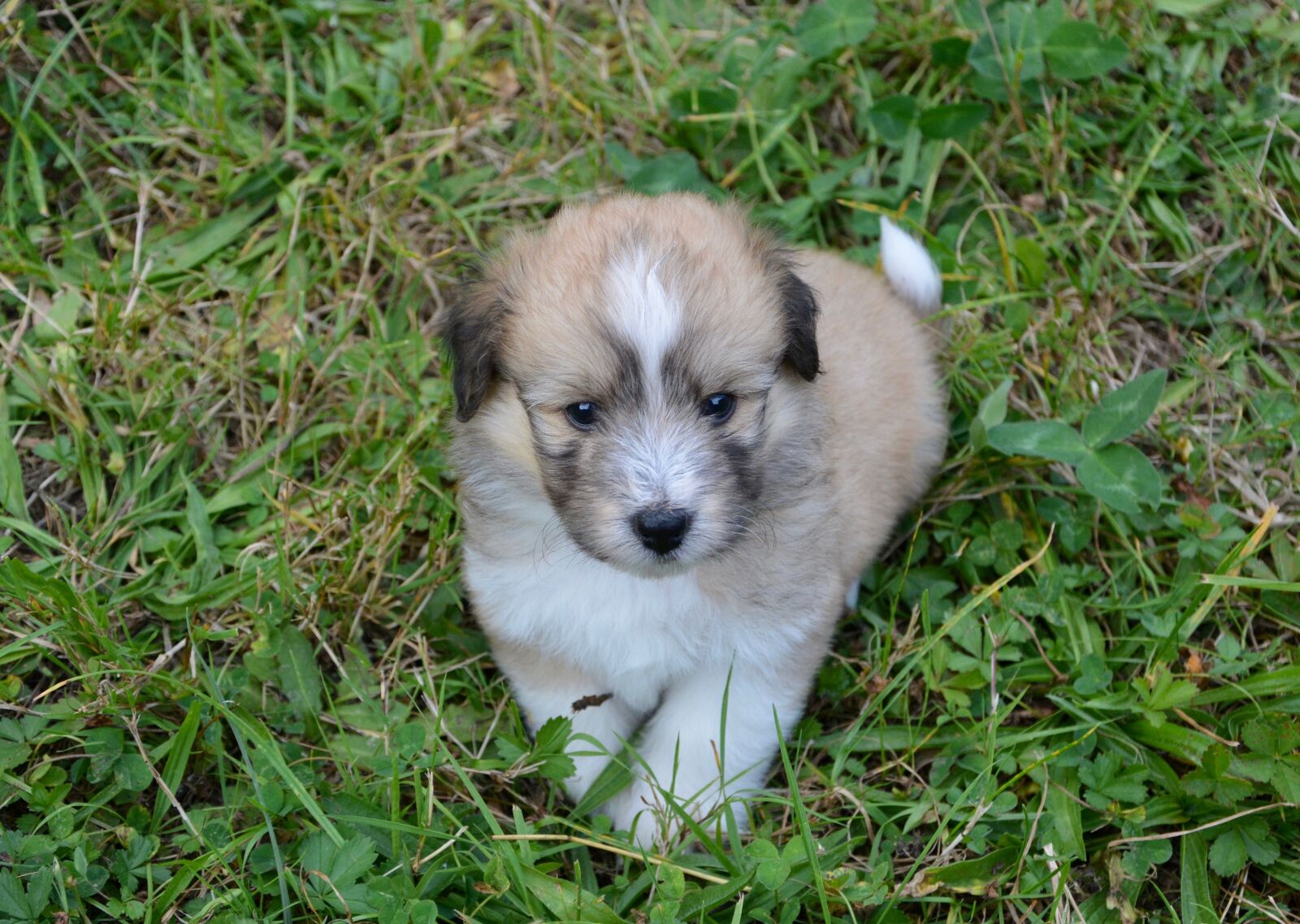 Nikon D5200 sample photo. Puppy, pup, puppies colour photography