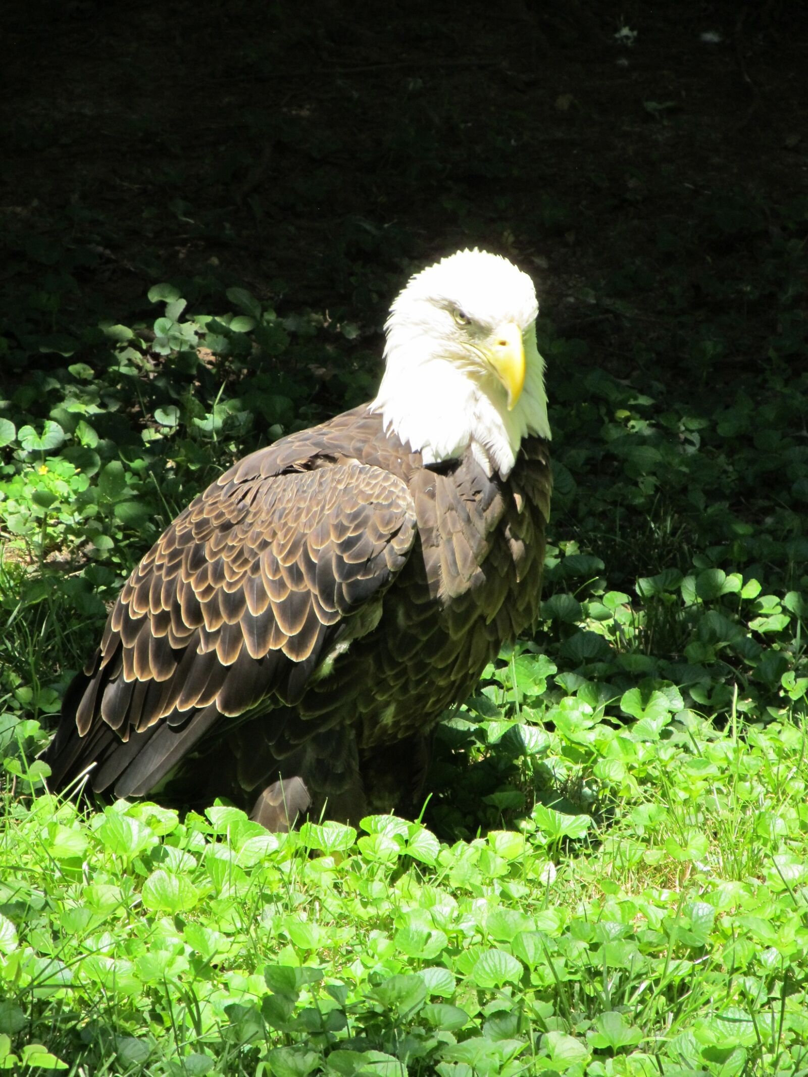 Canon PowerShot SX130 IS sample photo. Bald eagle, looking, bird photography