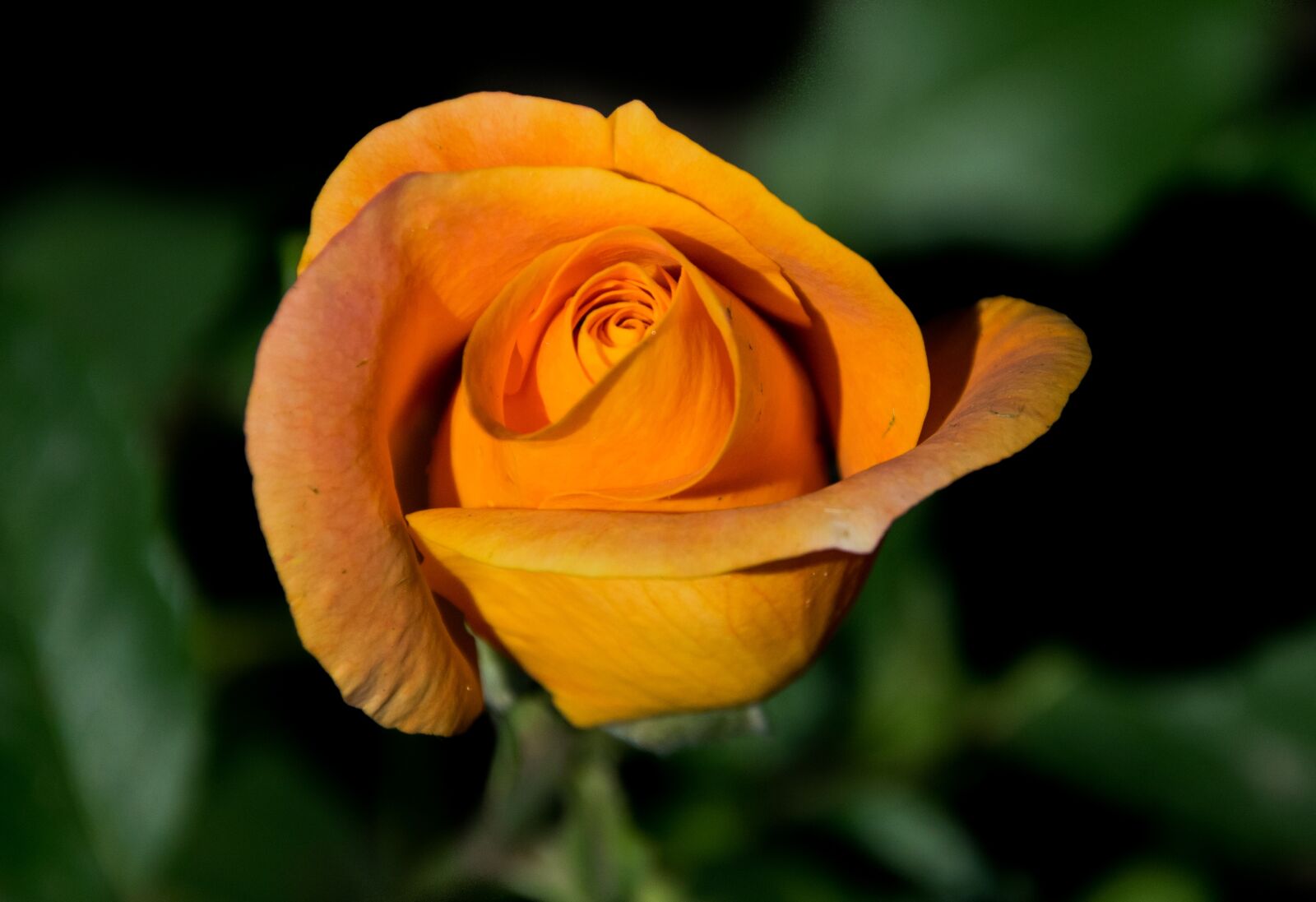Nikon D5300 sample photo. Flower, flora, nature photography