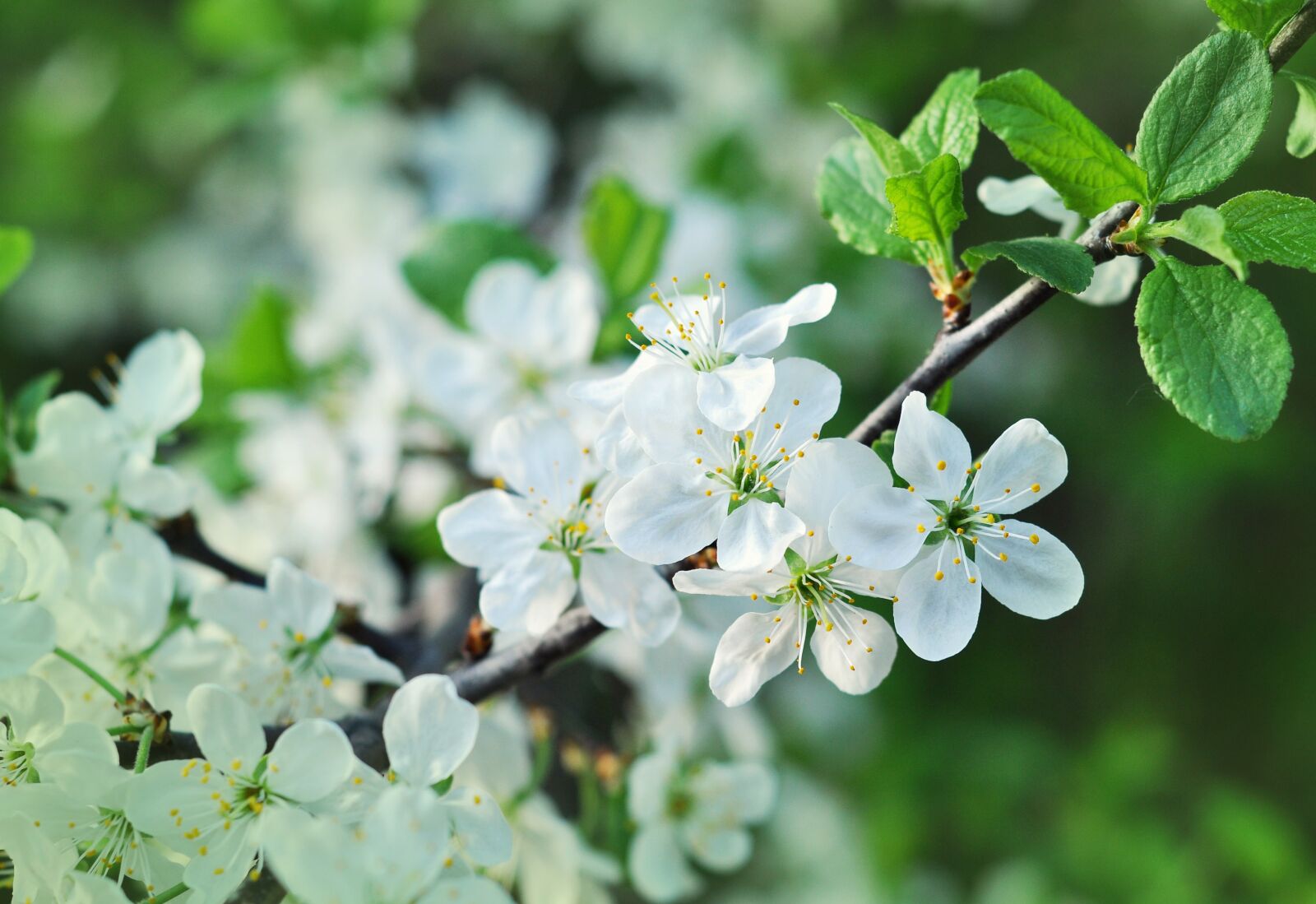 Nikon D90 sample photo. Spring, cherry, flowers photography