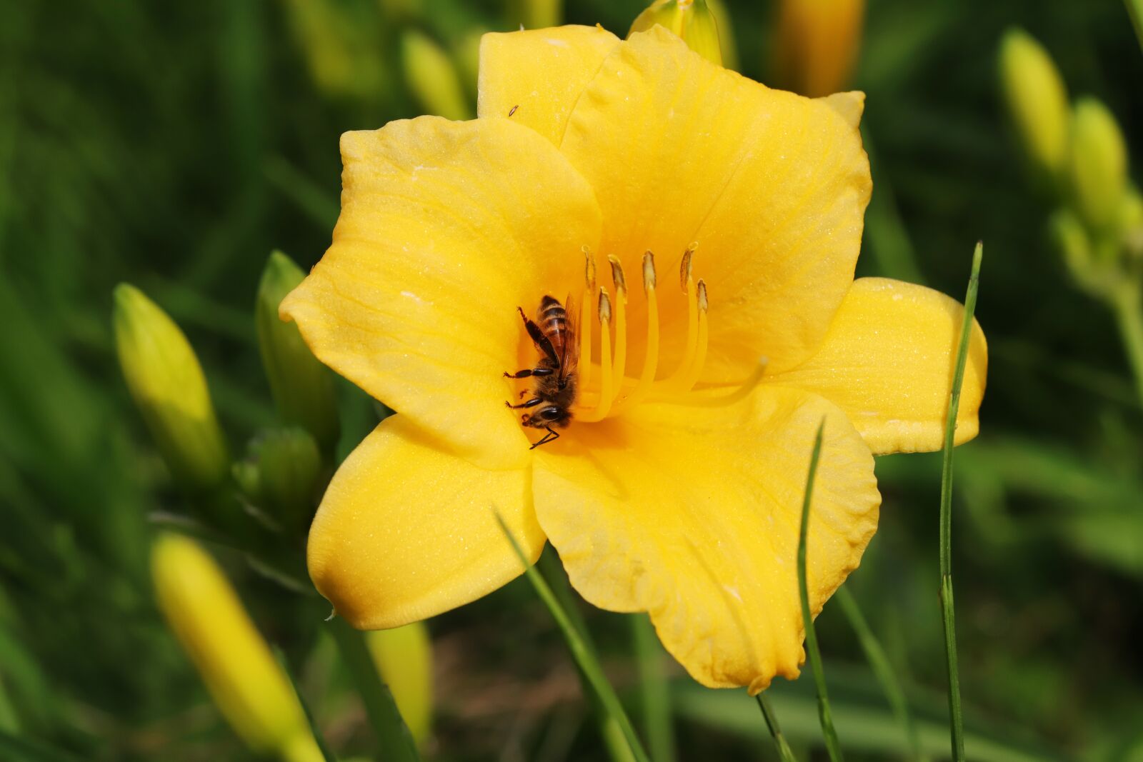 Canon EOS 6D Mark II sample photo. Lily, summer flowers, nature photography