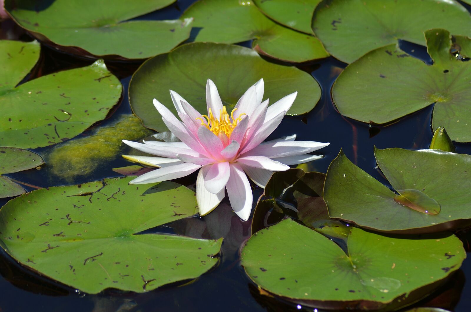 Nikon D5100 sample photo. Water lily, pond, nymphaea photography