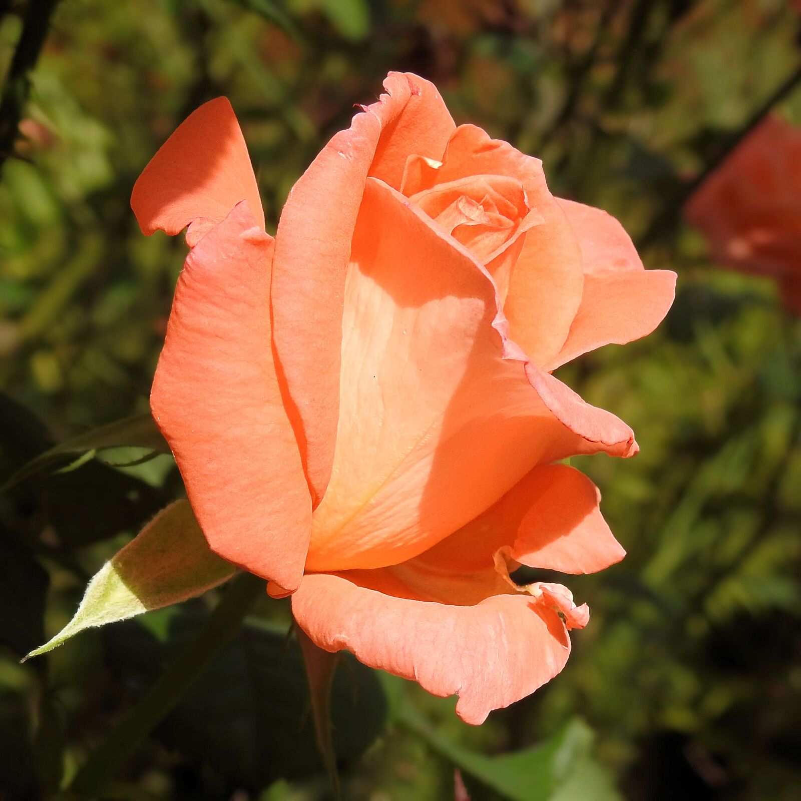 Nikon Coolpix P900 sample photo. Rose, rose bloom, pink photography