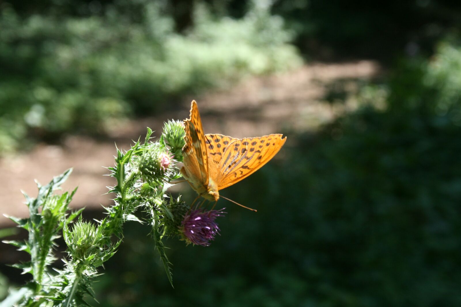 Canon EOS 400D (EOS Digital Rebel XTi / EOS Kiss Digital X) sample photo. Fuchs, butterfly, thistle photography