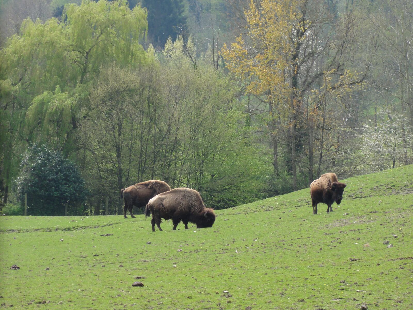 Sony DSC-HX5V sample photo. Bison, nature, pasture photography