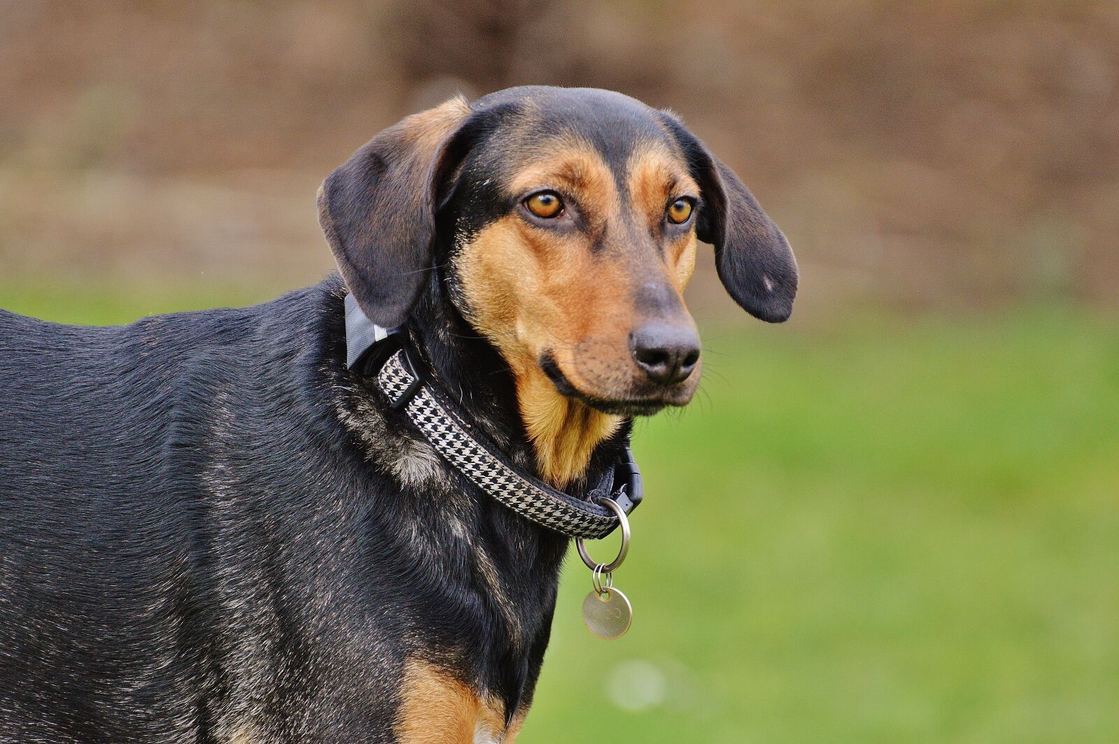 Nikon D3200 sample photo. Dog, romp, play photography