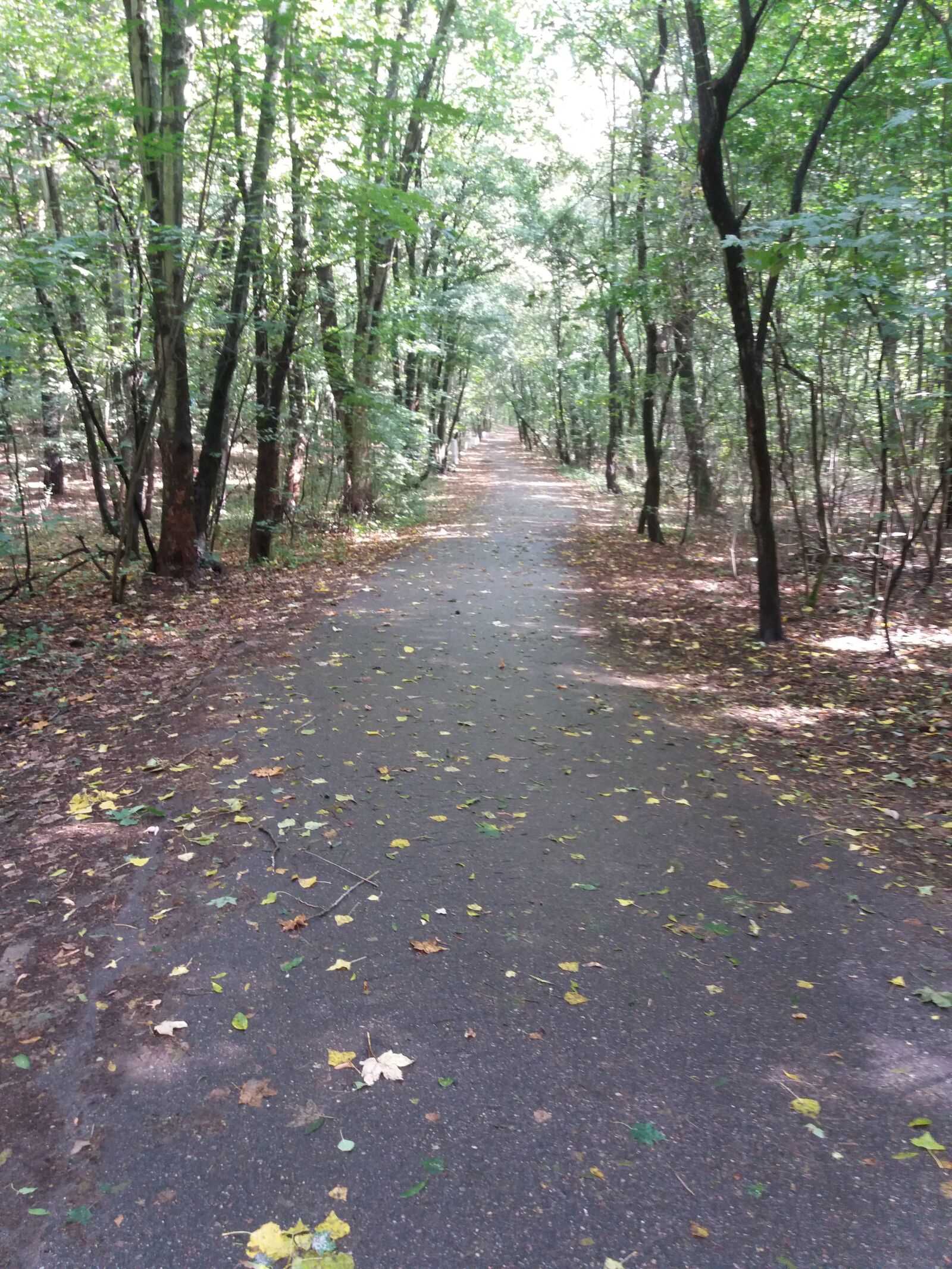 Samsung Galaxy J5(2016) sample photo. Way, forest, autumn photography