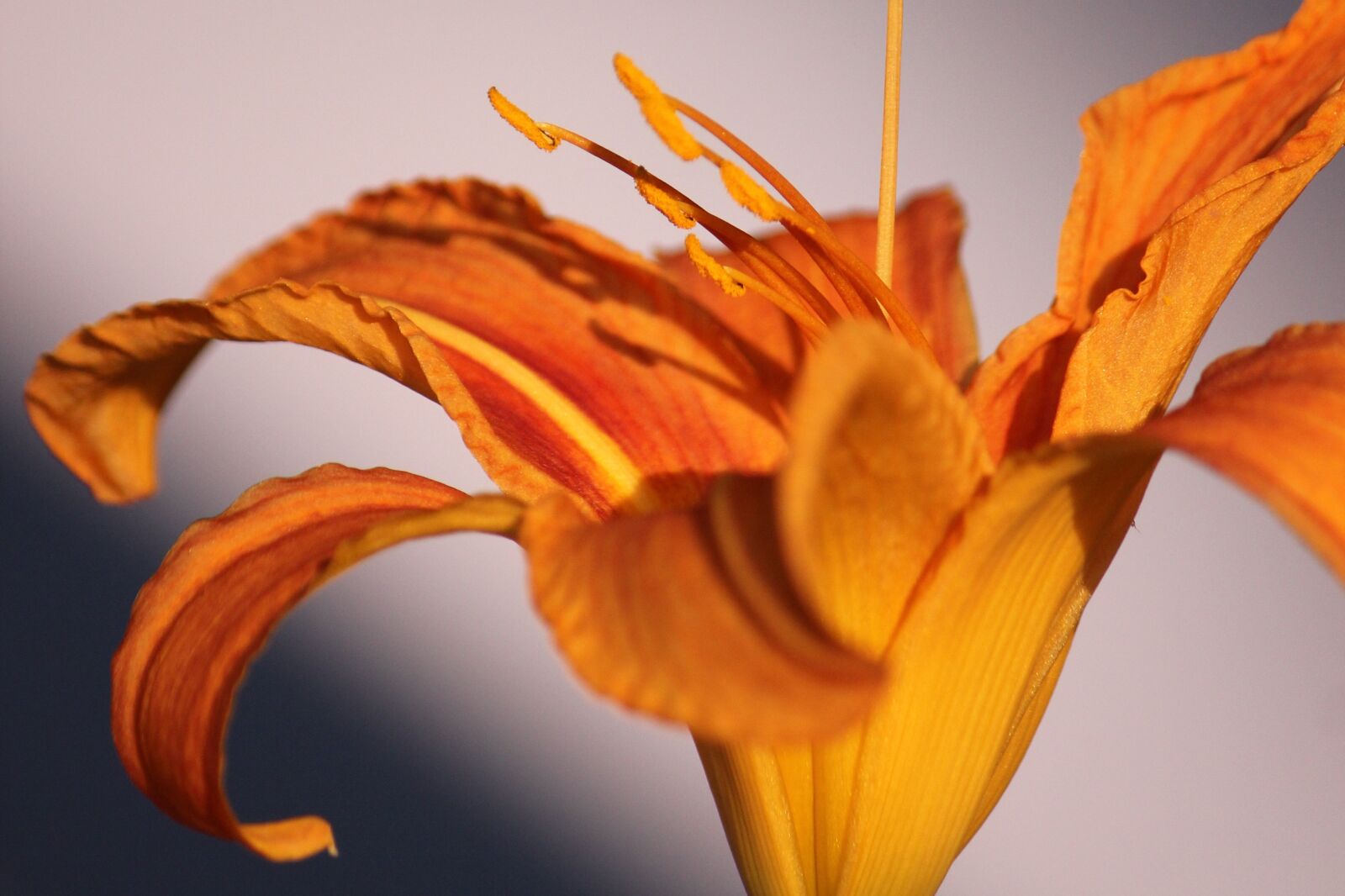 Canon EOS 550D (EOS Rebel T2i / EOS Kiss X4) sample photo. Lily, yellow, orange photography