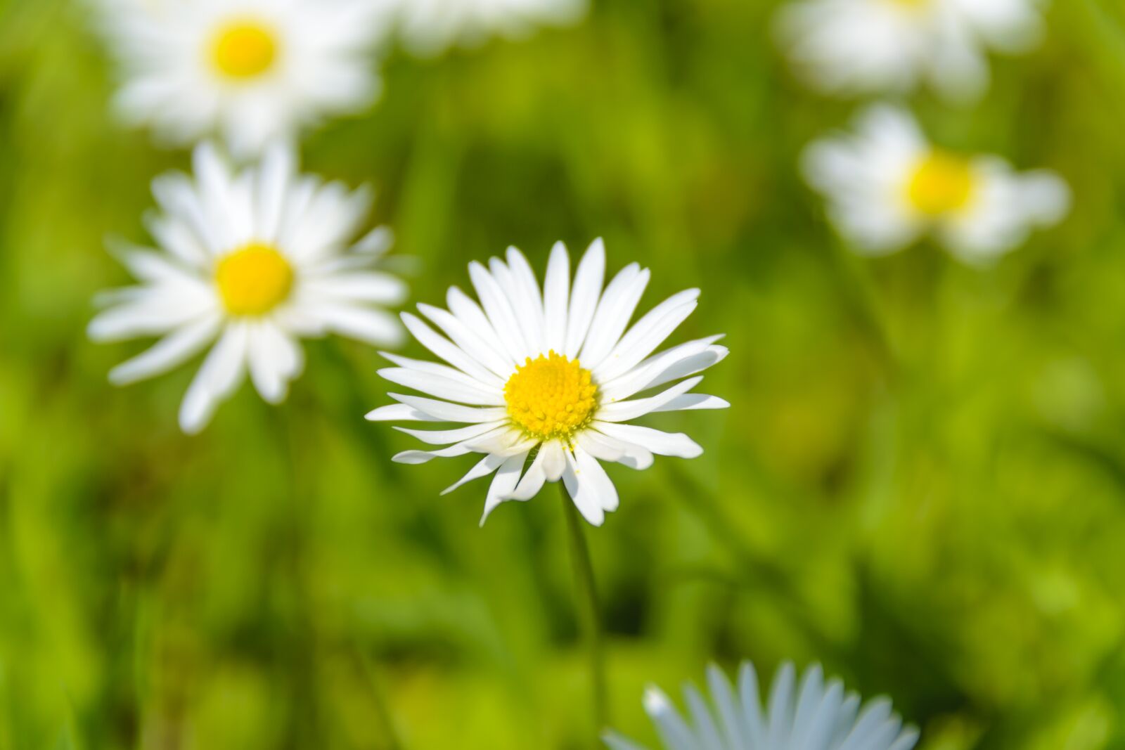 Nikon D3100 sample photo. Absolutely wonderful daisies, summer photography