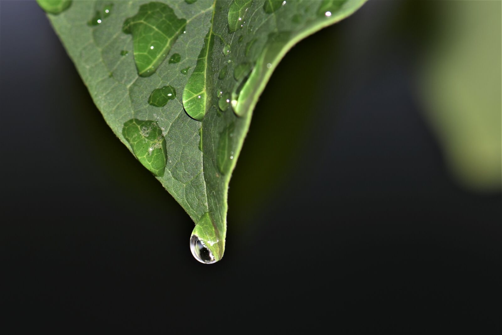 Nikon D5500 sample photo. Leaves, plant, leaf photography