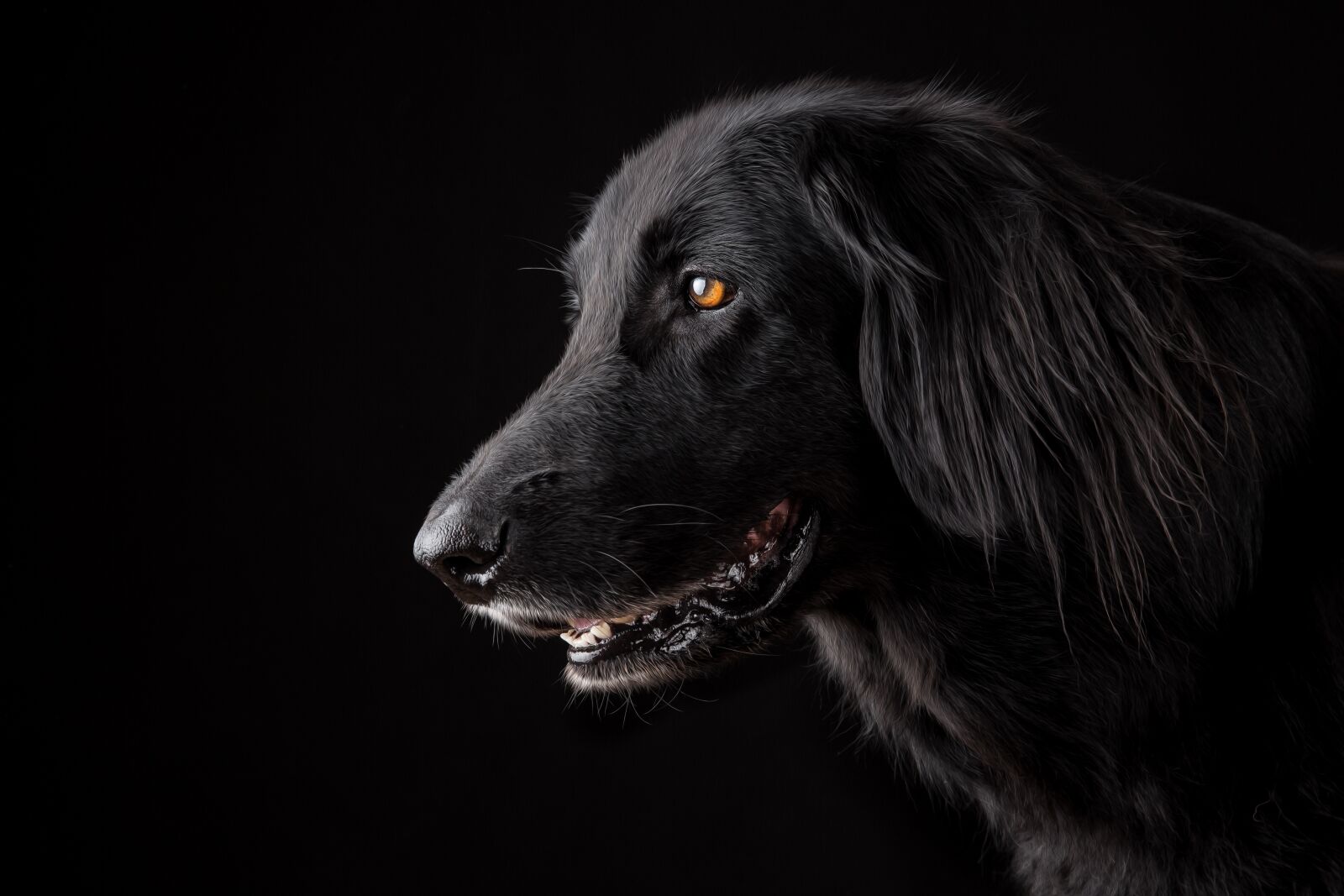 Canon EF 24-70mm F2.8L II USM sample photo. Animal, dog, pet photography