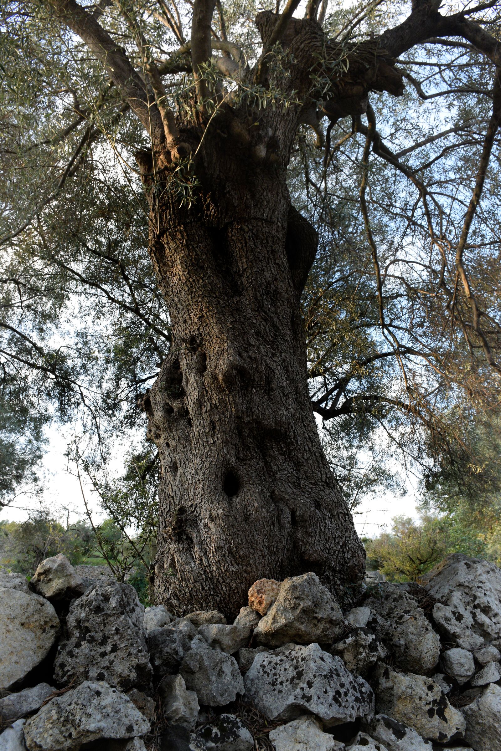 Nikon D5300 sample photo. Olive tree, walls, dry photography