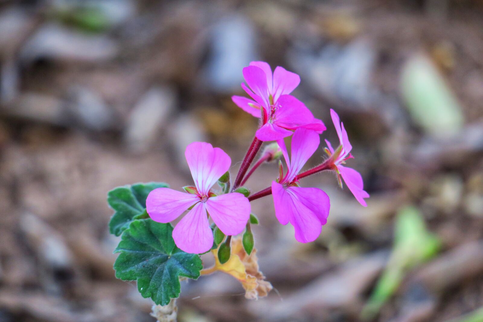 Canon PowerShot G3 X sample photo. Flower, wild, plant photography