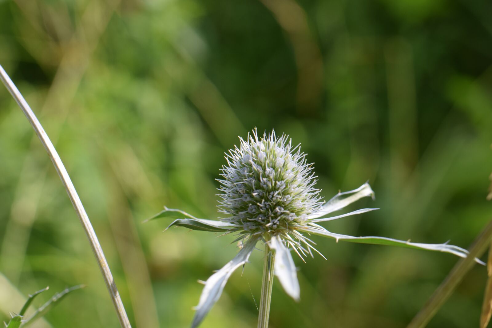 Nikon D3300 sample photo. Weed, flowers, meadow photography