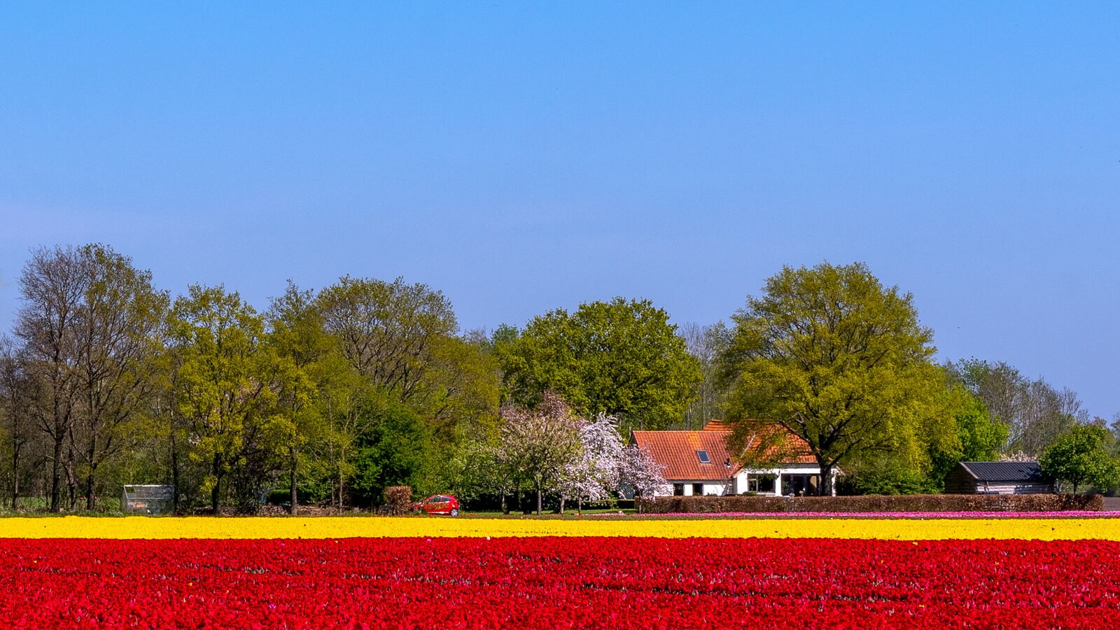 Nikon D500 sample photo. Tulips, netherlands, holland photography