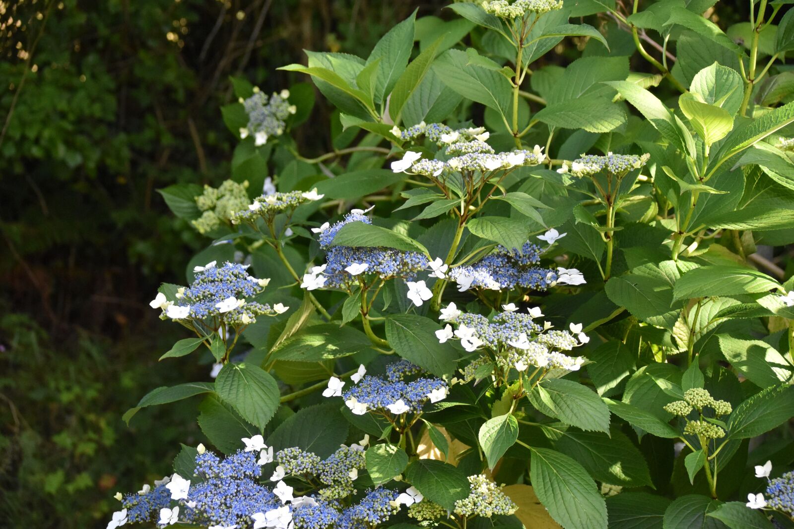 Nikon D5600 sample photo. Hydrangea blue, blue flowers photography