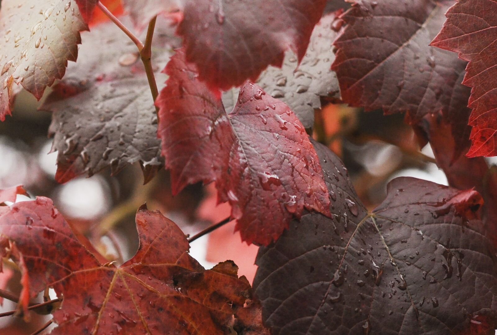 Nikon D90 sample photo. Leaf, fall, season photography