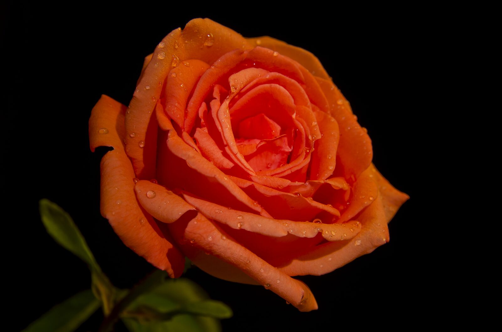 Nikon D5100 sample photo. Rosa, flower, nature photography