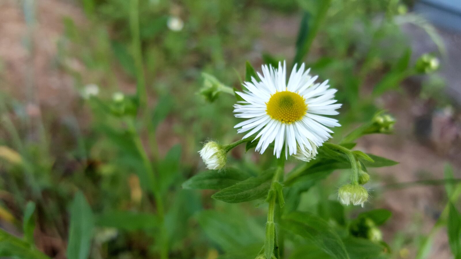 Samsung Galaxy Note5 sample photo. Spring, flowers, the dog photography