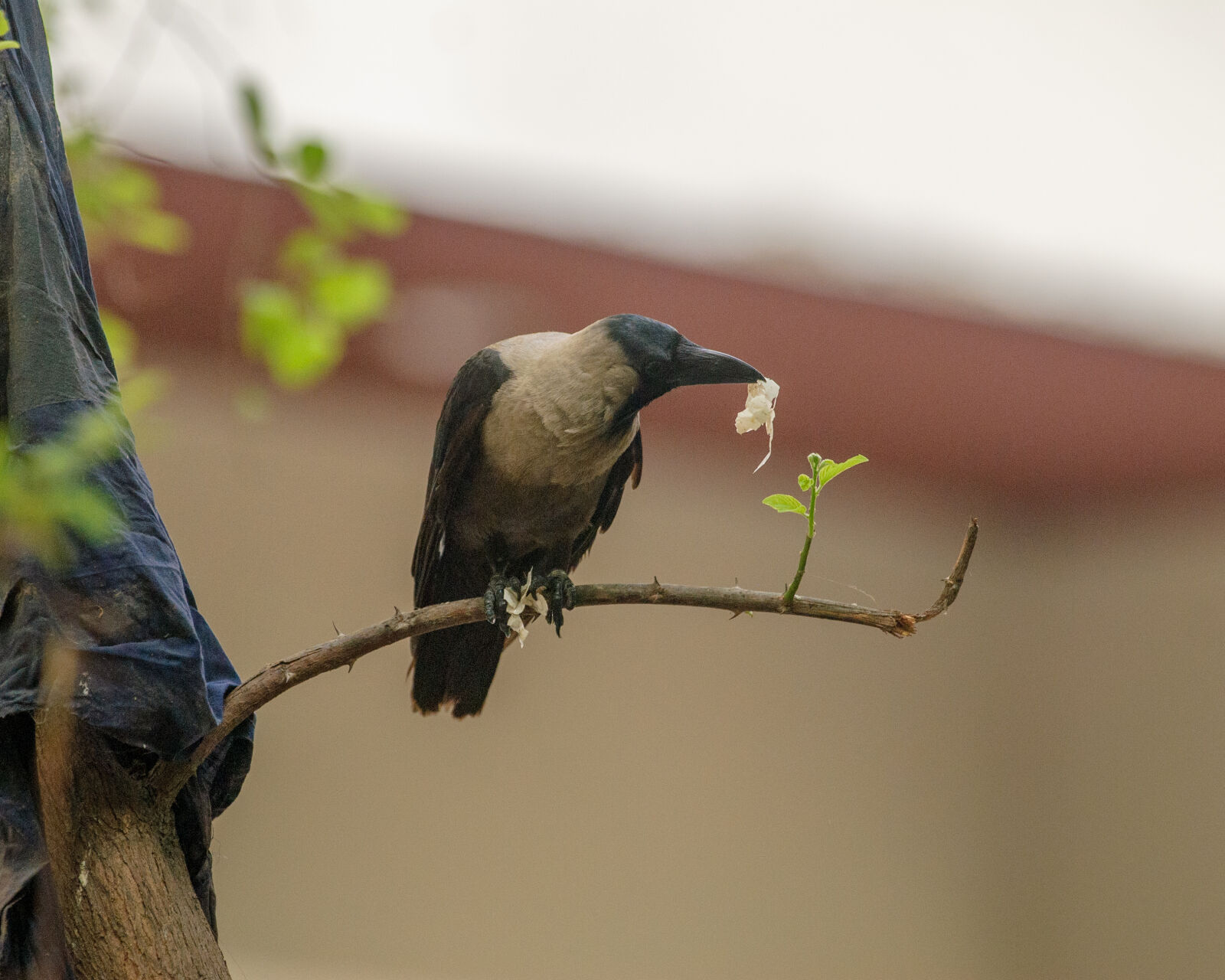 Nikon D200 sample photo