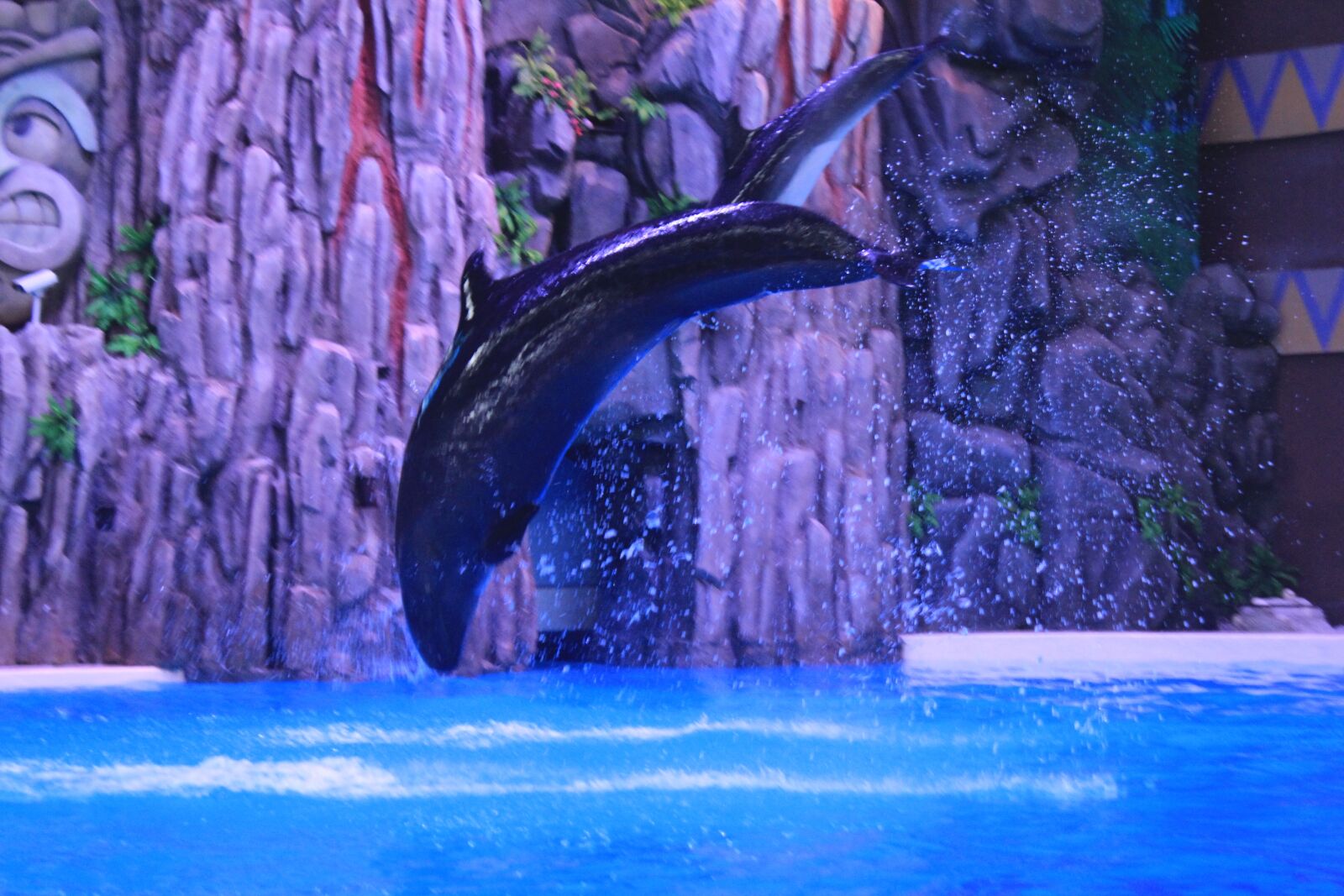 Canon EOS 600D (Rebel EOS T3i / EOS Kiss X5) sample photo. Dolphin, performance, jumping photography