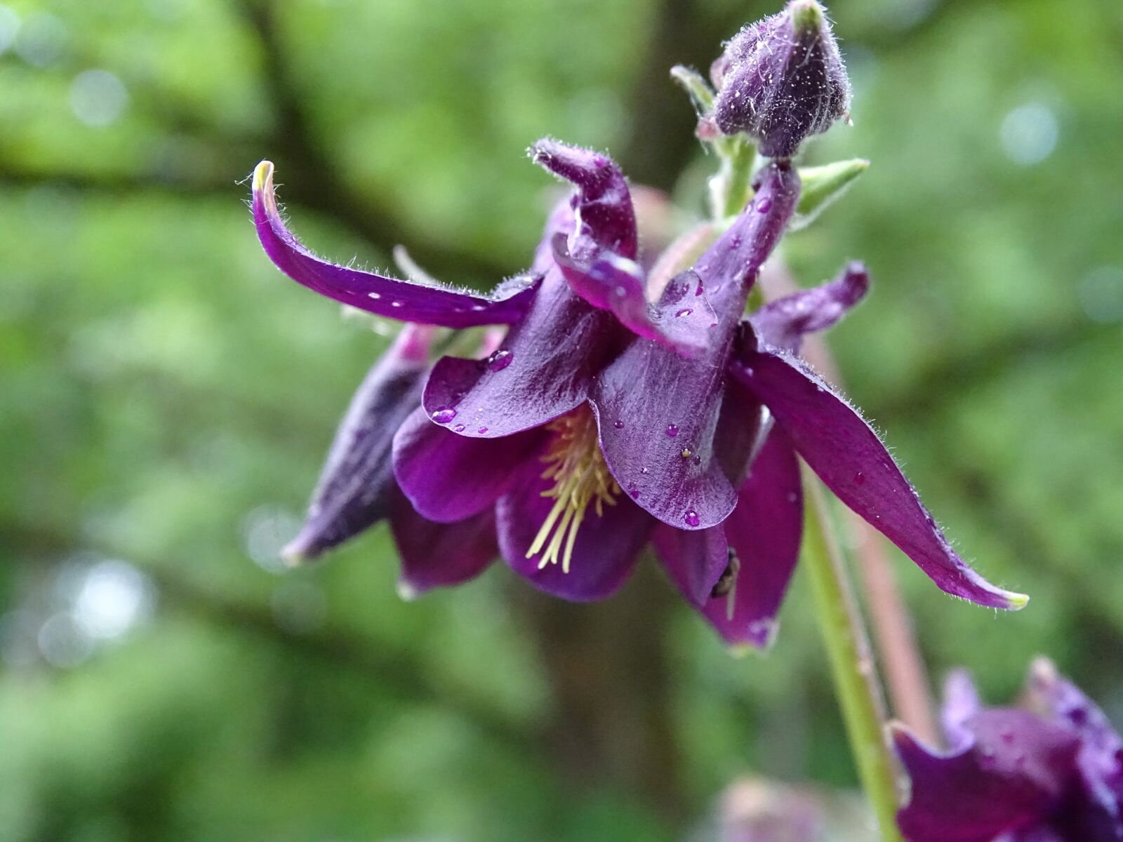 Sony Cyber-shot DSC-HX400V sample photo. Columbine, columbine flower, common photography