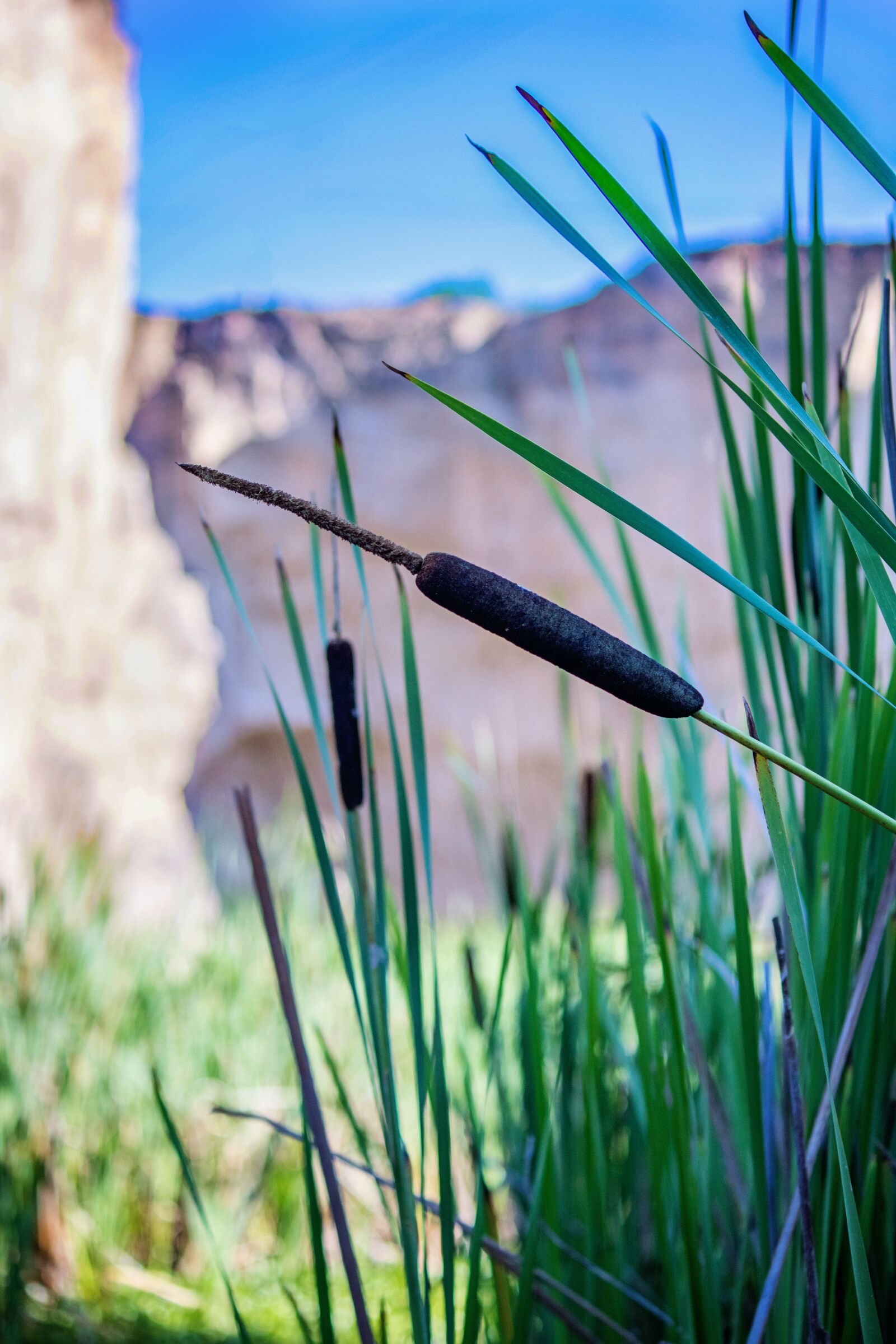 Canon EF-S 55-250mm F4-5.6 IS II sample photo. Cattail, reed, pond photography