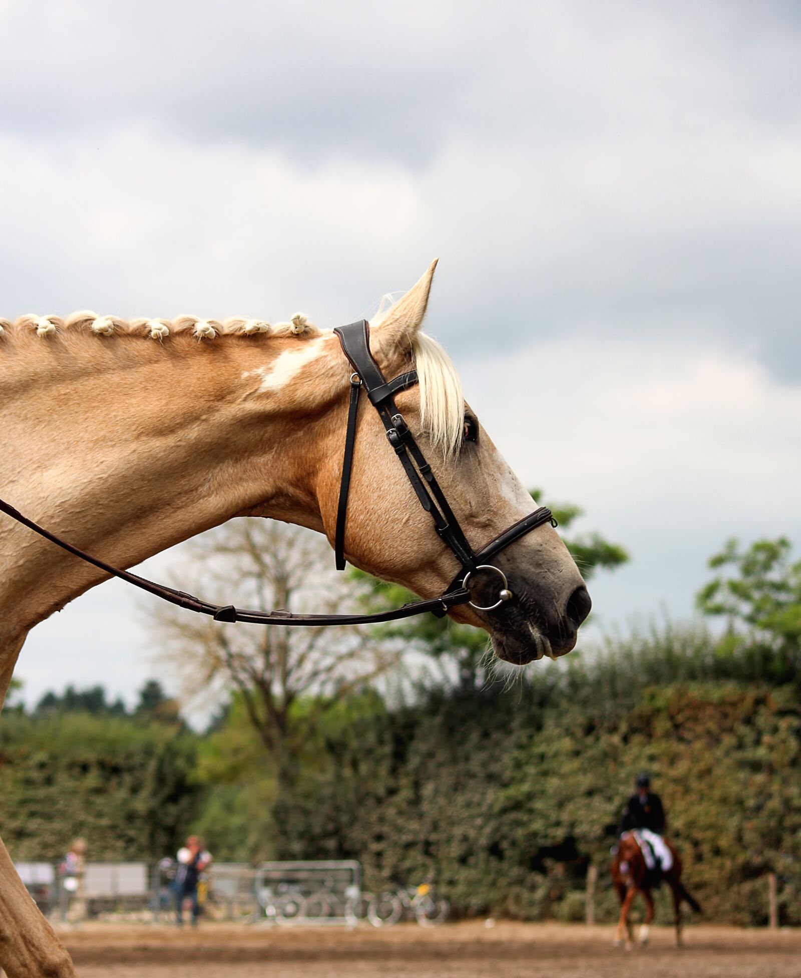 Canon EOS 650D (EOS Rebel T4i / EOS Kiss X6i) sample photo. Horse, animal, animals photography