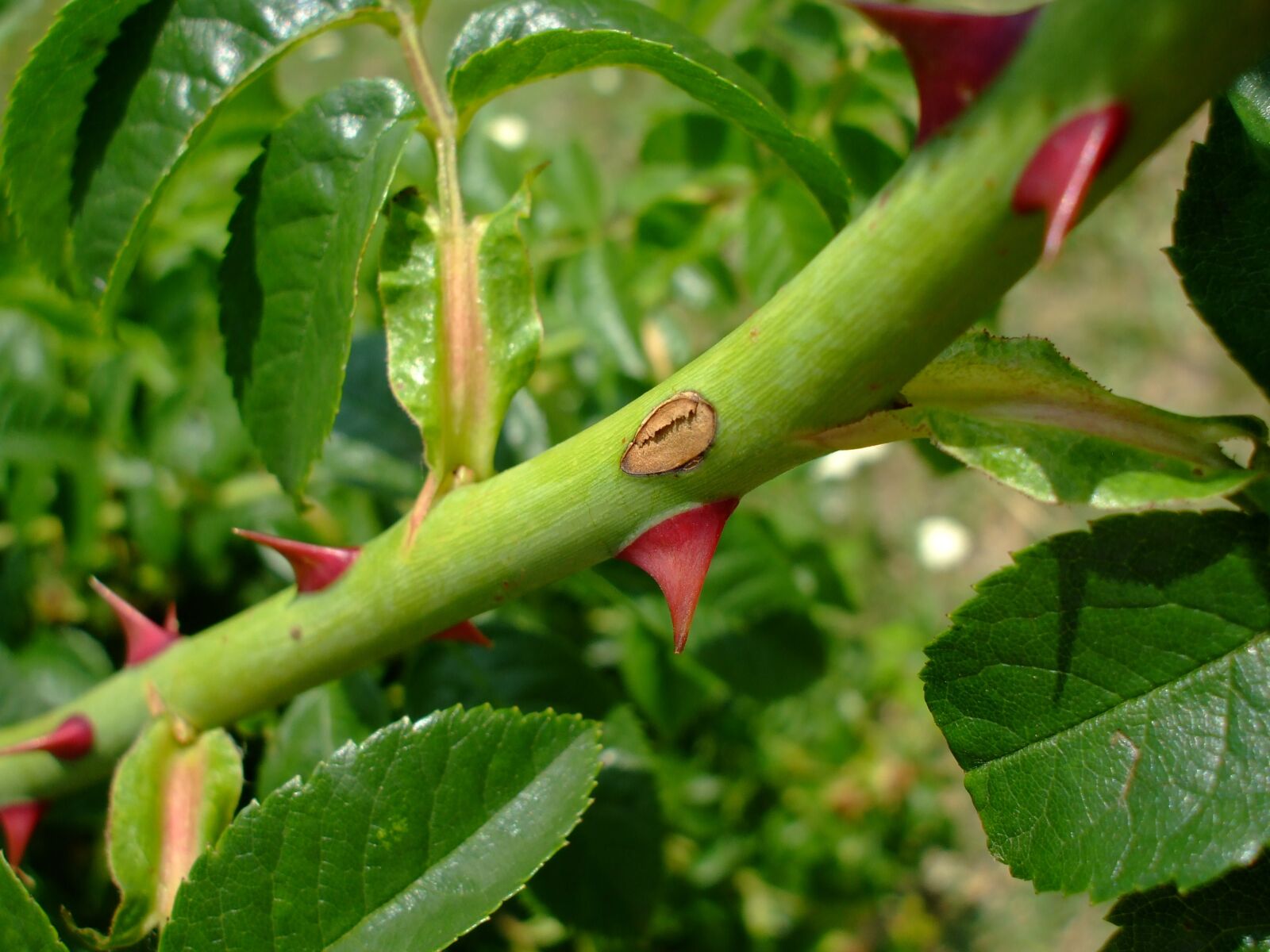 Fujifilm FinePix A800 sample photo. Thorns, spikes, plant photography