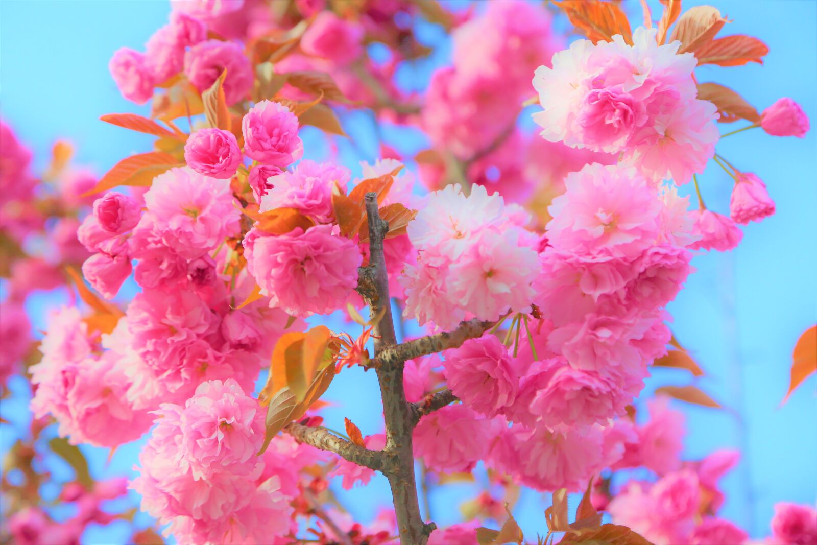 Canon EF 24-105mm F4L IS USM sample photo. Flowers, spring, nature photography