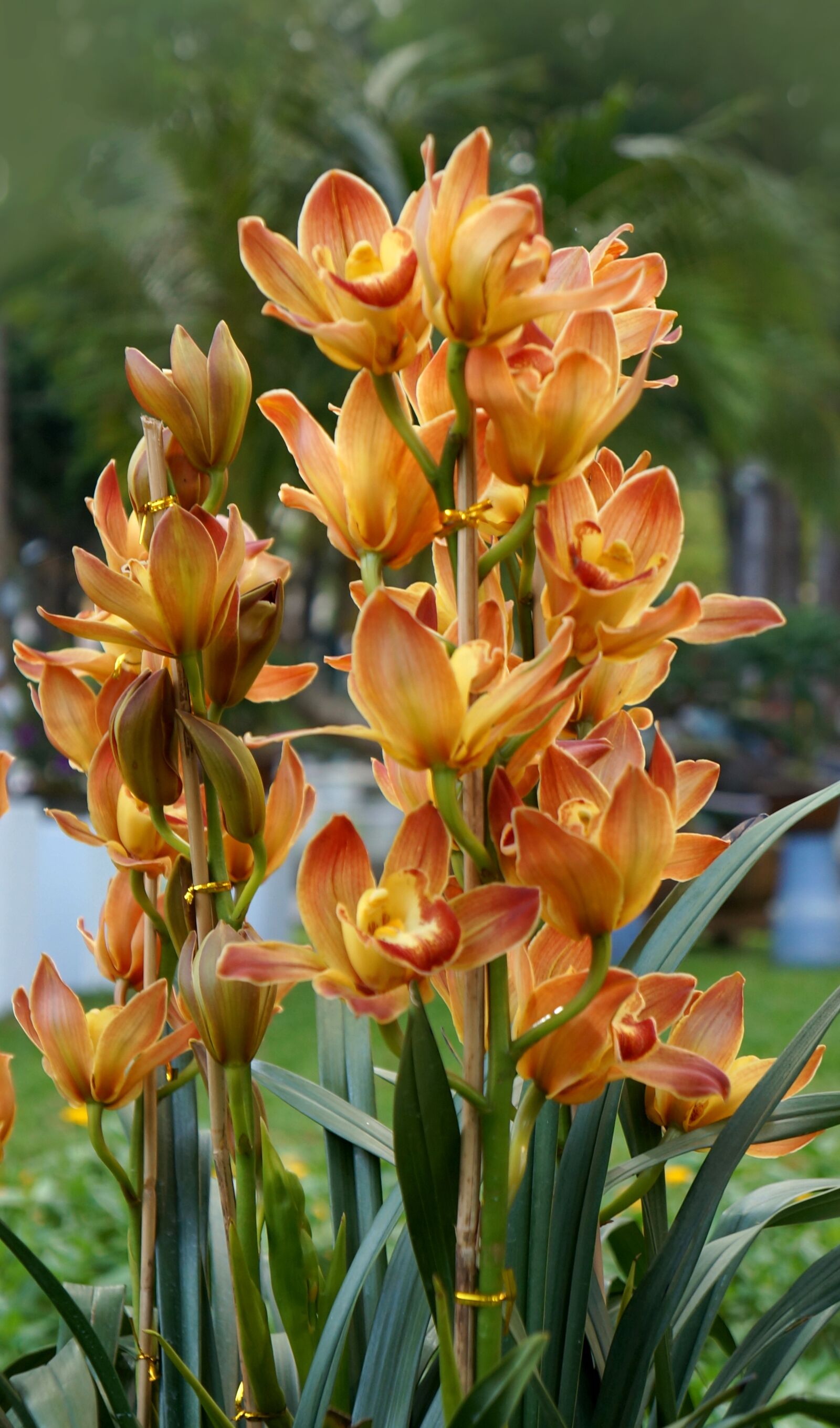 Sony Alpha NEX-F3 + Sony E 18-55mm F3.5-5.6 OSS sample photo. Orchids, natural, spring photography