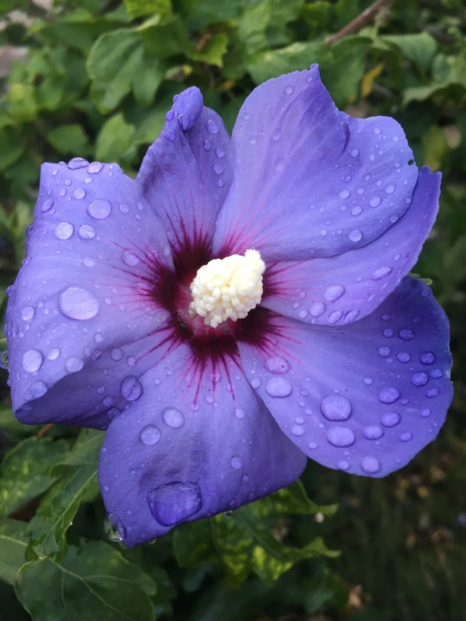 iPhone SE back camera 4.15mm f/2.2 sample photo. Purple, flower, raindrops photography