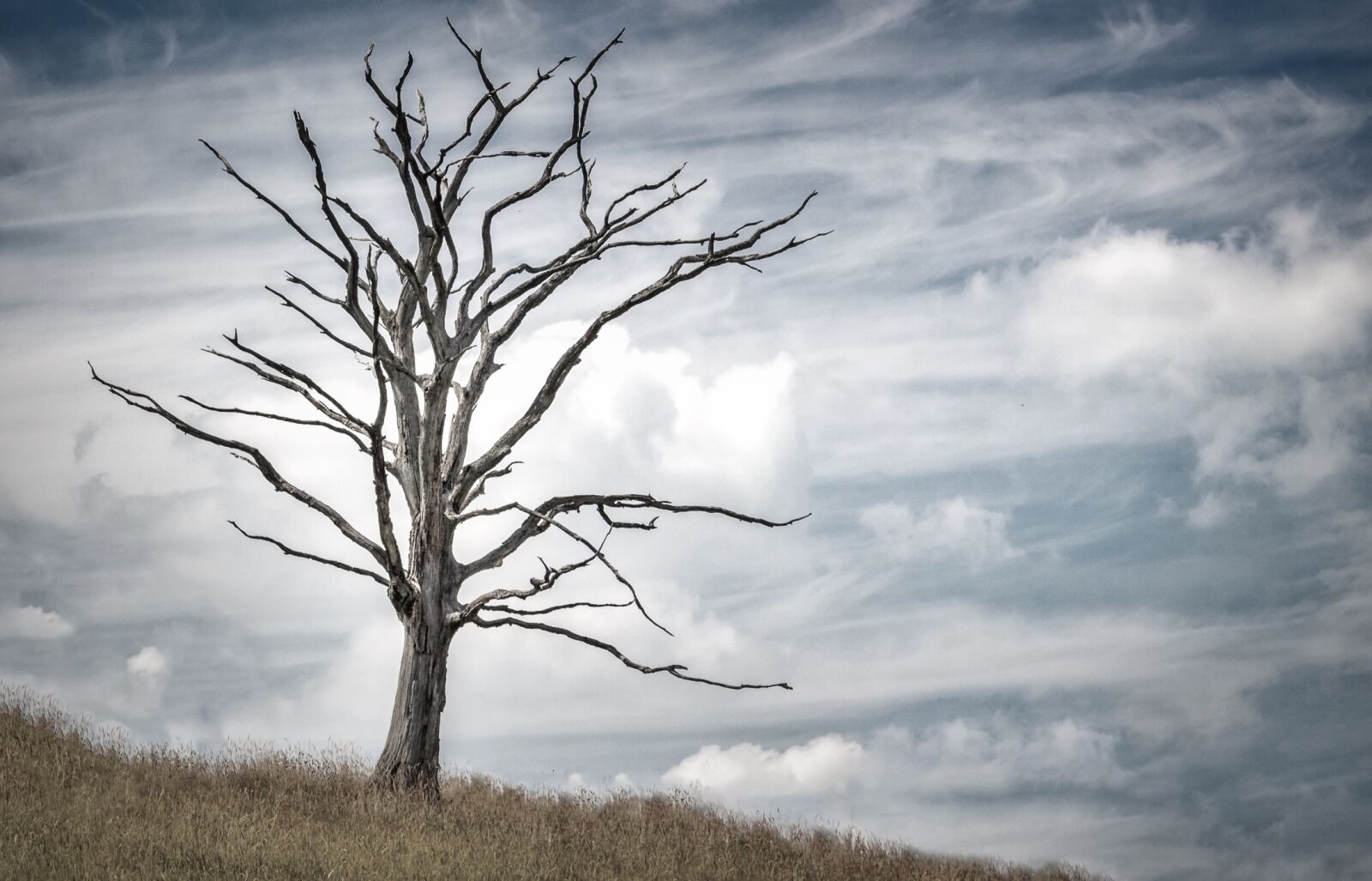 Canon EOS 100D (EOS Rebel SL1 / EOS Kiss X7) sample photo. Tree, dead, dry photography