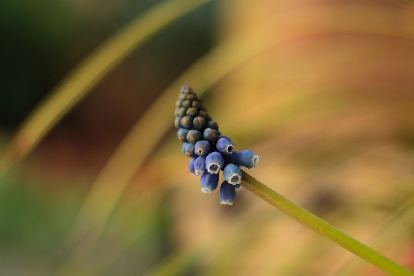Canon EOS 600D (Rebel EOS T3i / EOS Kiss X5) + Canon EF 50mm F1.8 STM sample photo. Blue grape, muscaris, blue photography