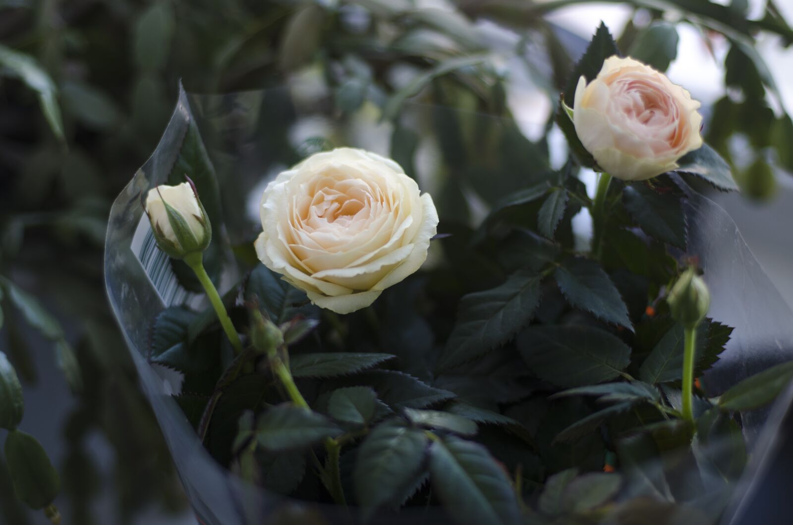 Nikon D7000 sample photo. Rose, flowers, bouquet photography