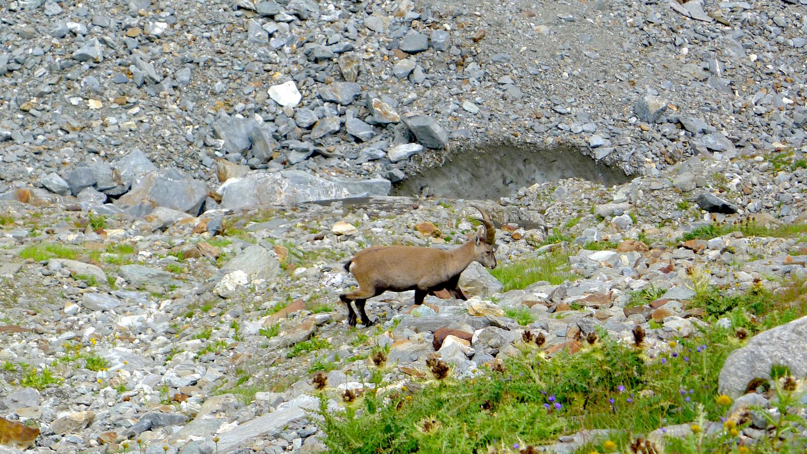 Panasonic Lumix DMC-LX5 sample photo. Alps, chamois, mountain photography