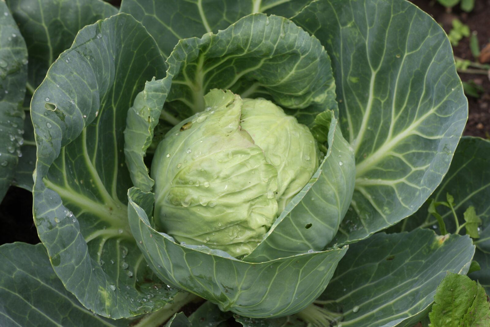 Canon EOS 40D sample photo. White cabbage, kohl, vegetables photography