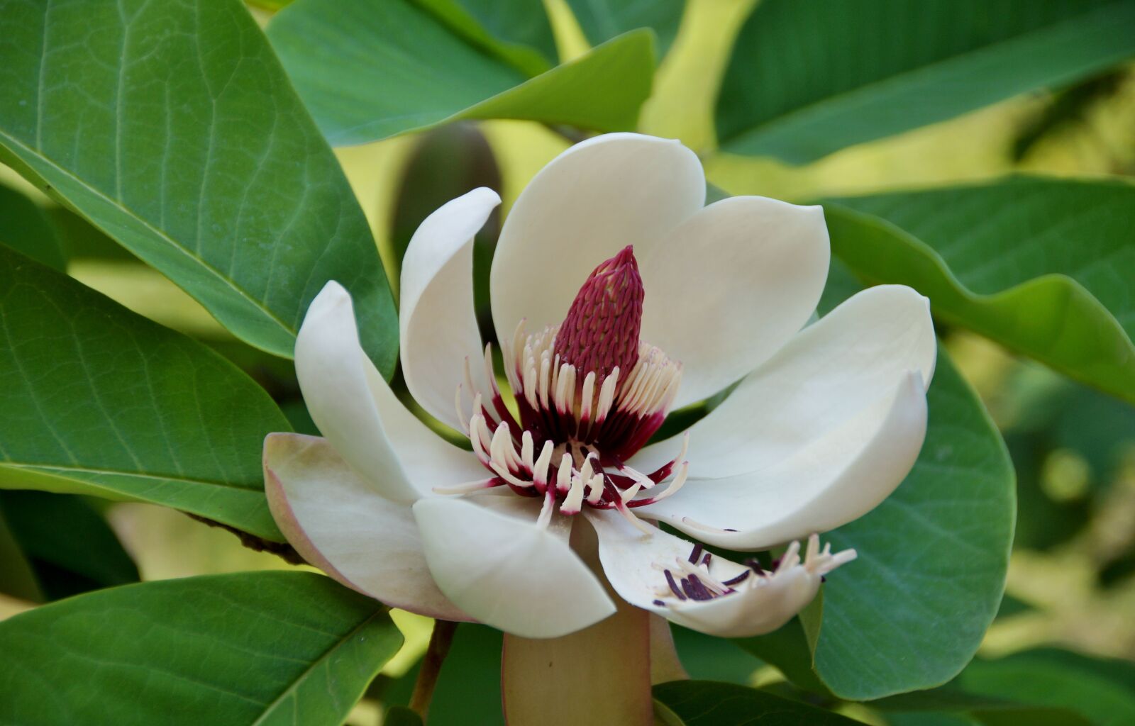 Sony SLT-A58 sample photo. Magnolia, tree, ornamental photography