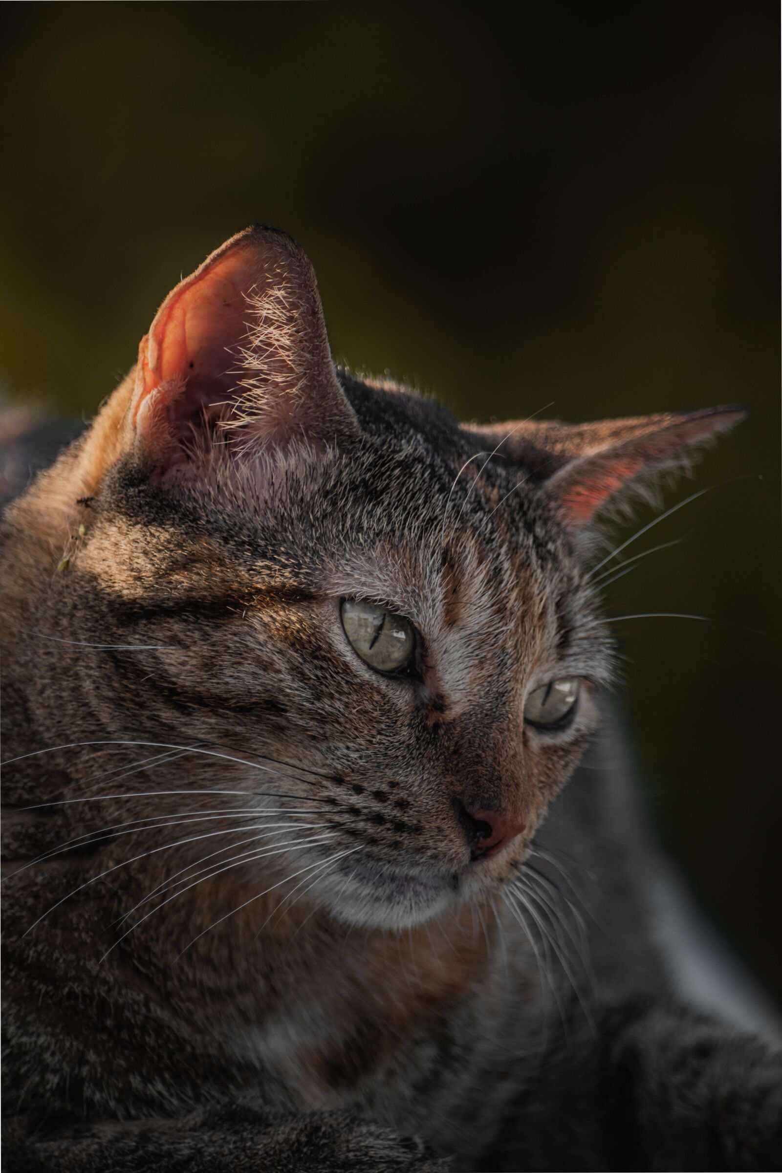 Nikon D5500 sample photo. Cats, kittens, pets photography