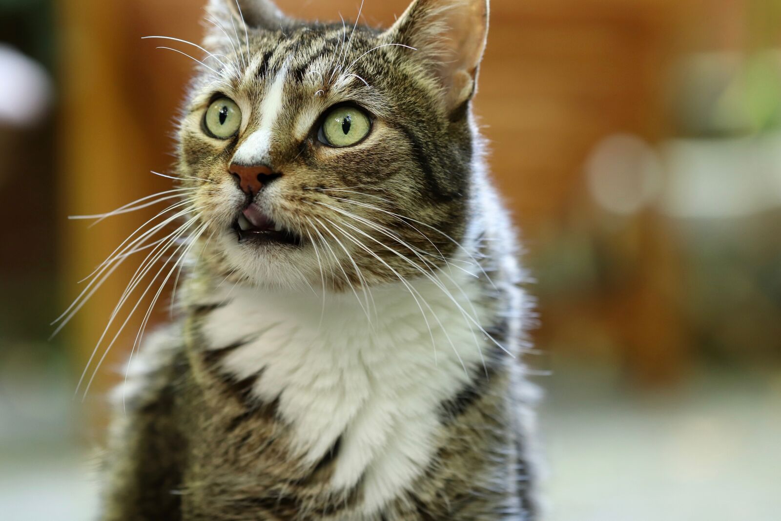 Canon EOS 800D (EOS Rebel T7i / EOS Kiss X9i) sample photo. Cat, mackerel, pet photography