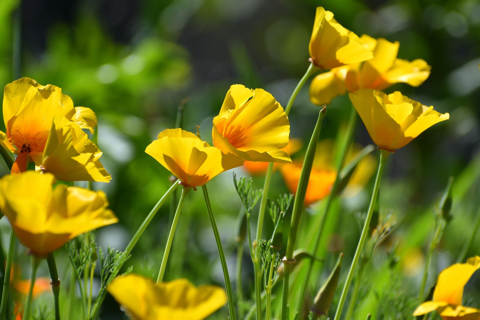 Nikon D3500 sample photo. Flower, yellow, garden photography