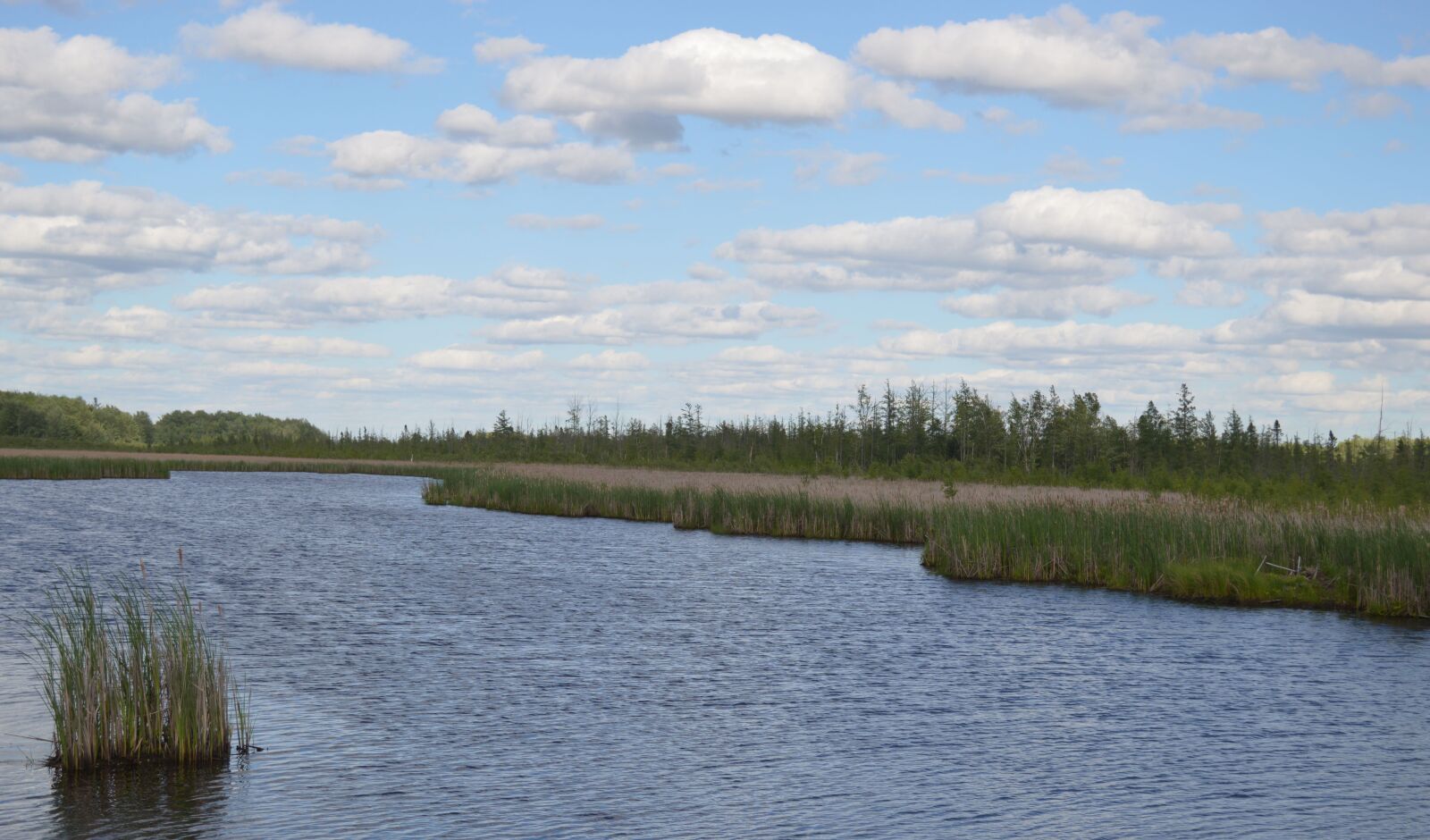 Nikon D3200 sample photo. Swamp, bog, wetland photography